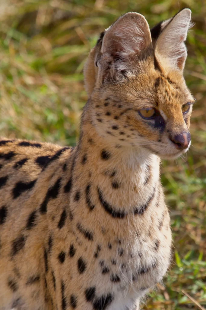 Serval