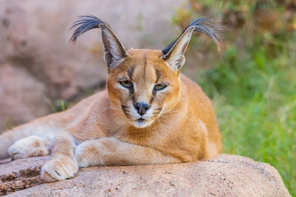 Caracal