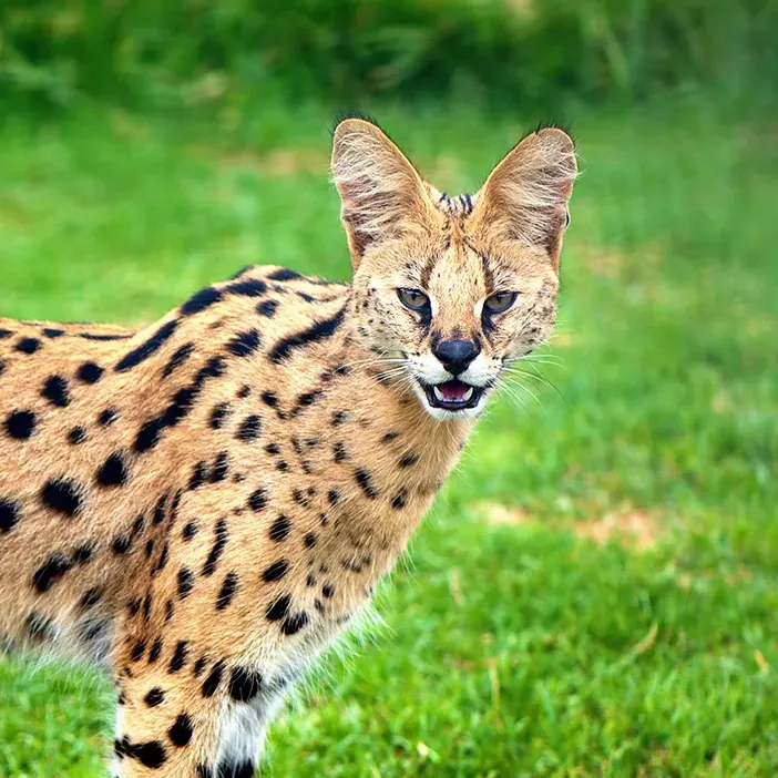Serval